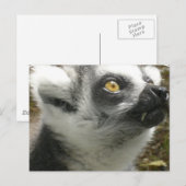 Carte postale Lemur Photo (Devant / Derrière)