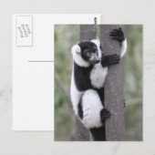 Carte Postale Lémurien à feuilles noires et blanches sur arbre (Devant / Derrière)