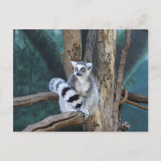Carte Postale Lémurien à queue annelée (Devant)