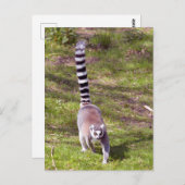 Carte Postale Lémurien à queue cerclée marchant sur l'herbe (Devant / Derrière)