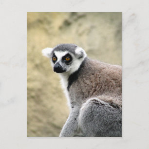 Carte Postale lémurien à queue cerise