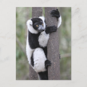 Carte Postale Lémurien varié noir et blanc sur un arbre