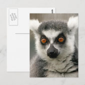 Carte Postale lémurienne (Devant / Derrière)