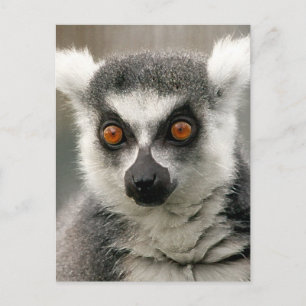 Carte Postale lémurienne