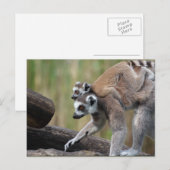 Carte Postale Lémurienne Et Bébé (Devant / Derrière)