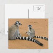 Carte Postale Lémuriens à queue annelée, (Lemur catta), Berenty (Devant / Derrière)