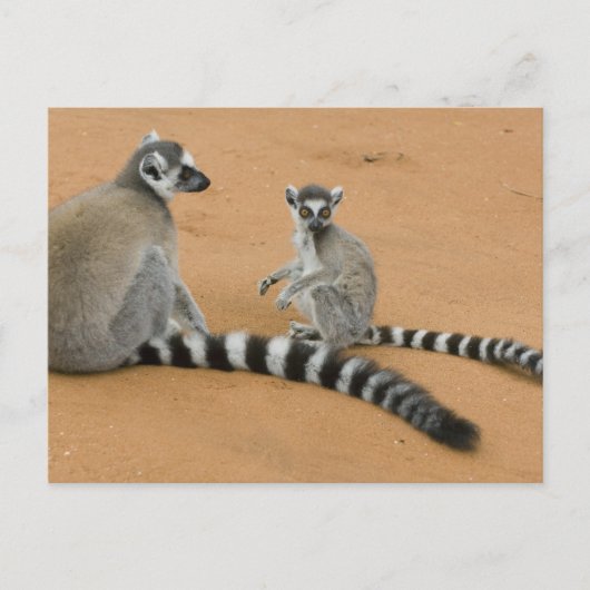 Carte Postale Lémuriens à queue annelée, (Lemur catta), Berenty (Devant)