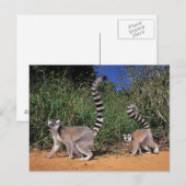 Carte Postale Lémuriens à queue annelée (Lemur Catta), Berenty (Devant / Derrière)