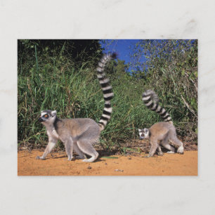 Carte Postale Lémuriens à queue annelée (Lemur Catta), Berenty