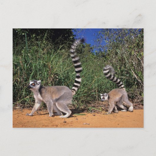 Carte Postale Lémuriens à queue annelée (Lemur Catta), Berenty (Devant)