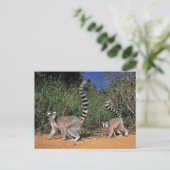 Carte Postale Lémuriens à queue annelée (Lemur Catta), Berenty (Debout devant)