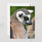Carte Postale Lémuriens à queue ronde (Devant / Derrière)