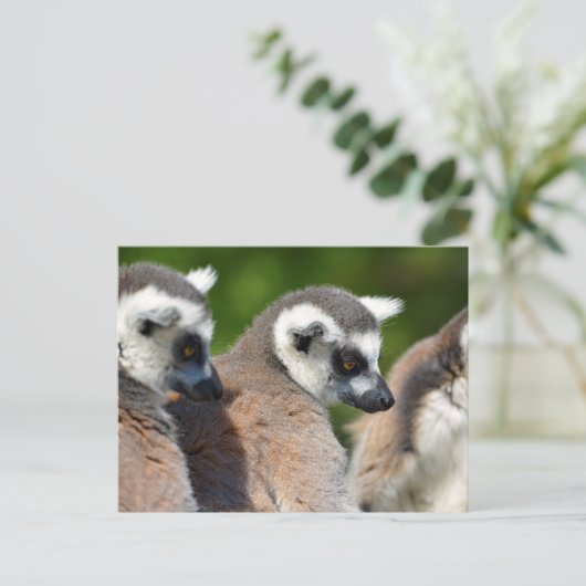 Carte Postale Lémuriens à queue ronde (Debout devant)