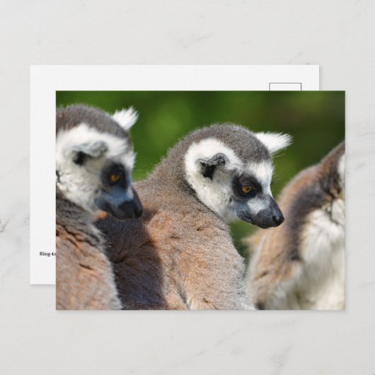Carte Postale Lémuriens à queue ronde (Devant / Derrière)