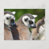 Carte Postale Lémuriens à queue ronde (Devant)