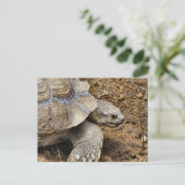 Carte Postale Lent (Debout devant)