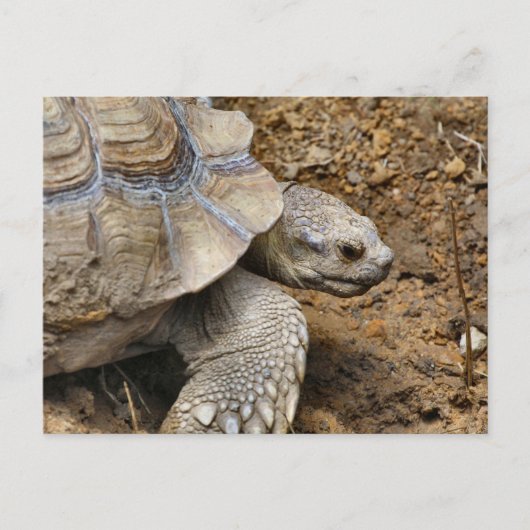 Carte Postale Lent (Devant)