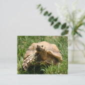 Carte Postale Lent mais stable (Debout devant)