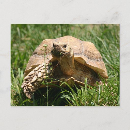 Carte Postale Lent mais stable (Devant)