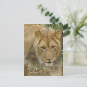 Carte postale Leo the Lion (Debout devant)