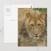 Carte postale Leo the Lion (Devant / Derrière)