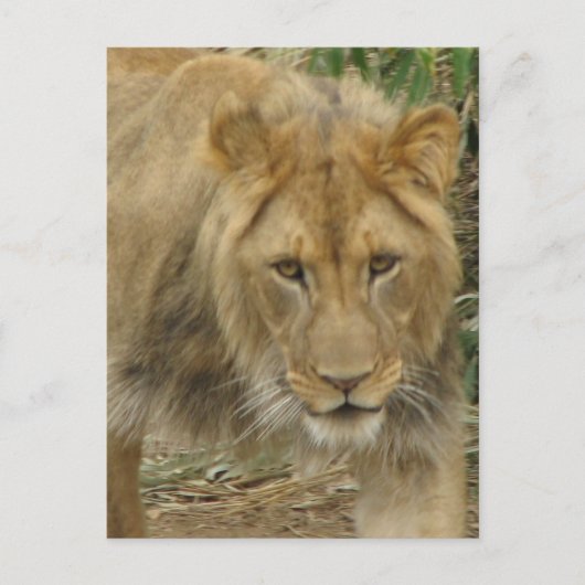 Carte postale Leo the Lion (Devant)