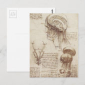 Carte Postale Leonardo da Vinci - Physiologie du cerveau (Devant / Derrière)