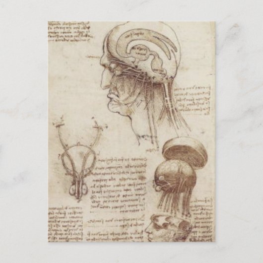 Carte Postale Leonardo da Vinci - Physiologie du cerveau (Devant)