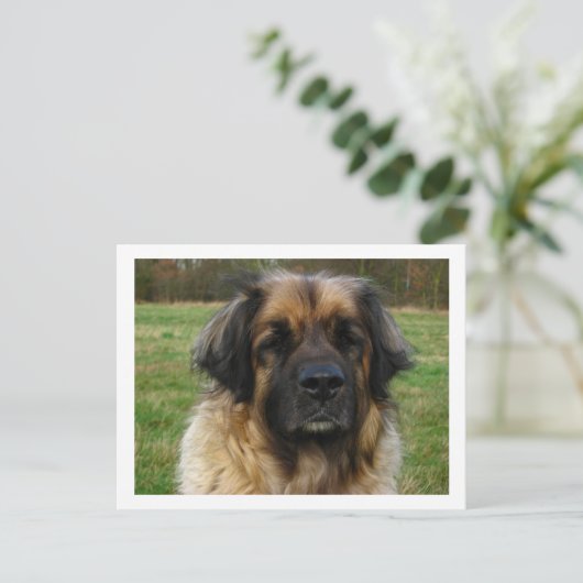 Carte Postale leonberger (Debout devant)