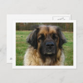 Carte Postale leonberger (Devant / Derrière)