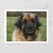 Carte Postale leonberger (Devant)