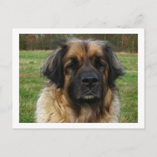 Carte Postale leonberger (Devant)