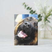 Carte postale Leonberger (Debout devant)