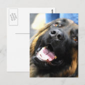 Carte postale Leonberger (Devant / Derrière)