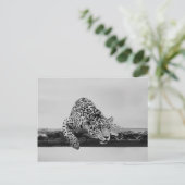 Carte Postale Leopard (Debout devant)