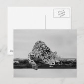 Carte Postale Leopard (Devant / Derrière)
