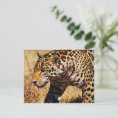 Carte Postale Leopard (Debout devant)