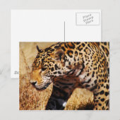 Carte Postale Leopard (Devant / Derrière)