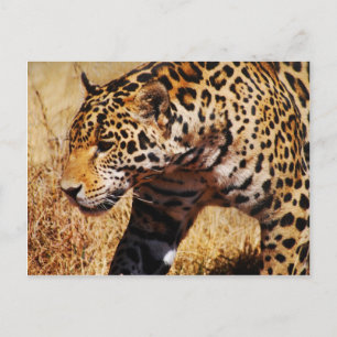 Carte Postale Leopard