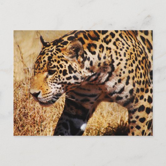 Carte Postale Leopard (Devant)
