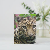 Carte Postale Leopard (Debout devant)