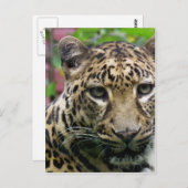 Carte Postale Leopard (Devant / Derrière)