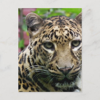 Carte Postale Leopard