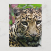Carte Postale Leopard (Devant)