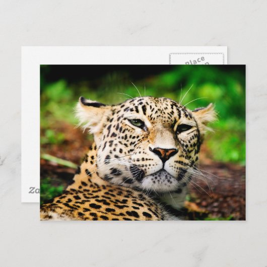Carte Postale Leopard (Devant / Derrière)