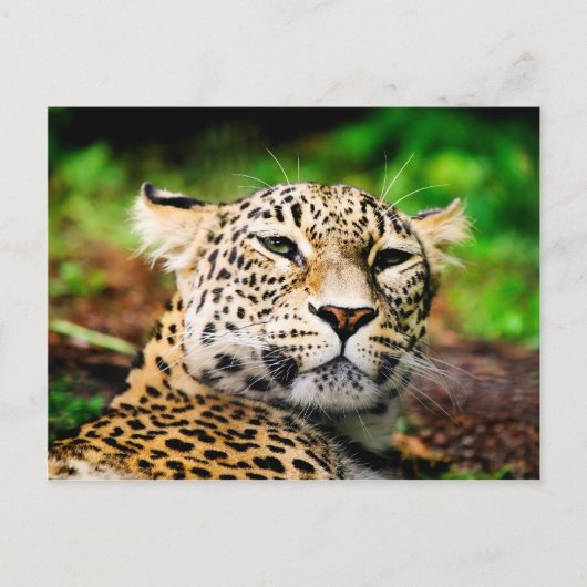 Carte Postale Leopard (Devant)
