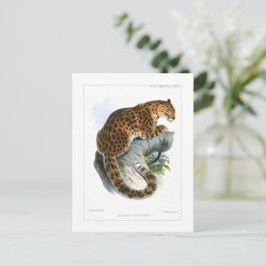 Carte Postale Leopard (Debout devant)