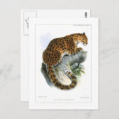 Carte Postale Leopard (Devant / Derrière)