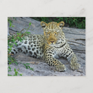 Carte Postale Leopard