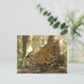 Carte postale Leopard (Debout devant)